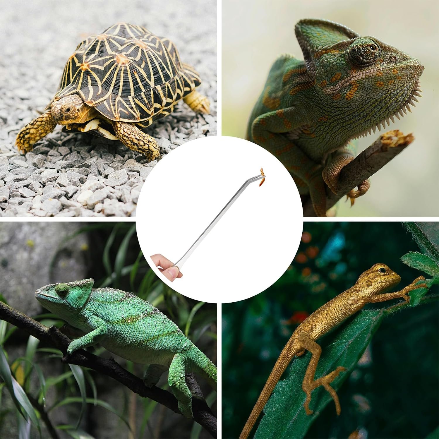 Fri4Free 2PCS 10.6" Stainless Steel Aquarium & Reptile Feeding Tweezers | Straight & Curved Tips, Extra Long, For Lizards Snakes Bearded Dragon, Plant, Aquascape Terrarium Tank Tools,Accessories - Image 6