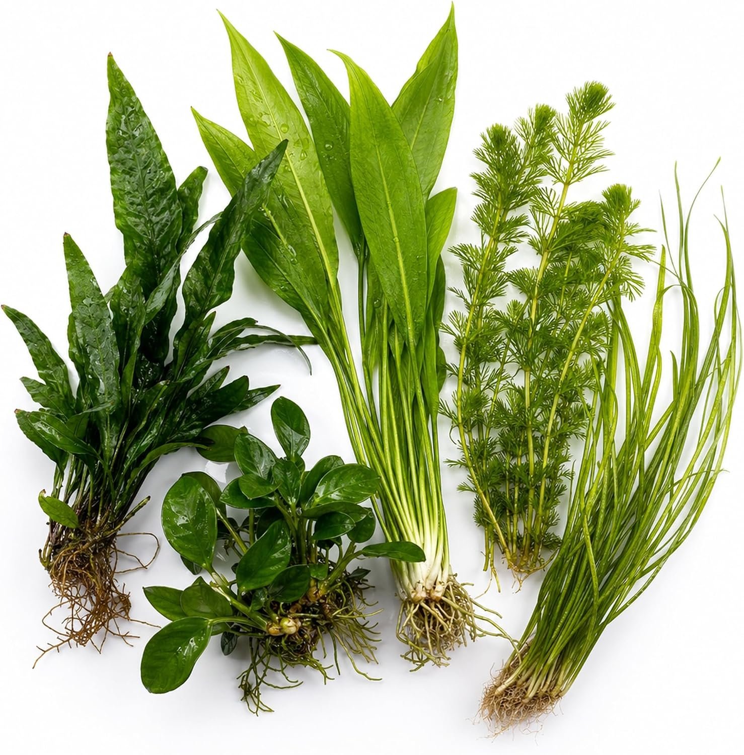 Assorted Mixed Plant Bundle | Live Aquarium Plant, Freshwater, Low | Medium | High Light - Image 3