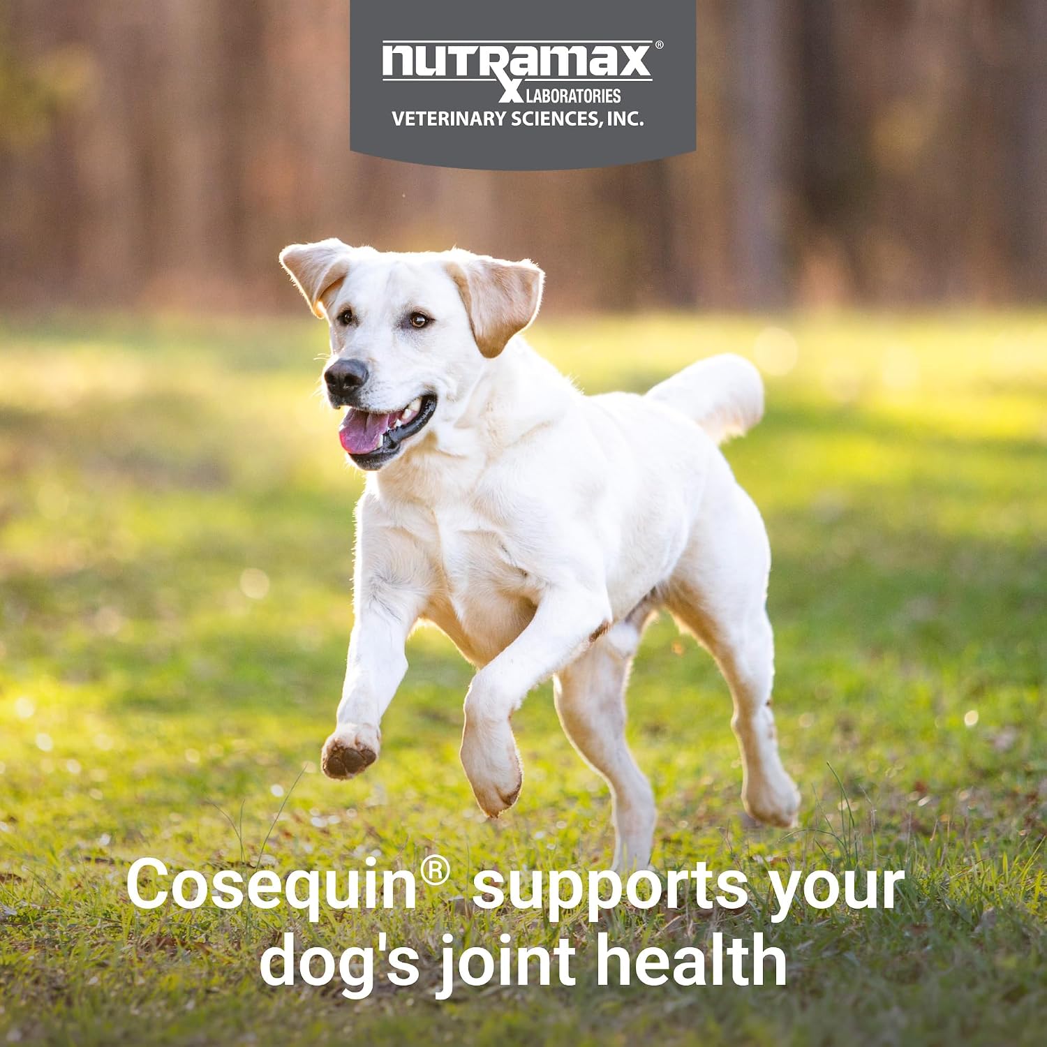 Nutramax Cosequin for Dogs Joint Health Supplement, Contains Glucosamine for Dogs, Plus Chondroitin, MSM and HA, Supports Healthy Joints, Chewable Tablets, 75 Count - Image 2