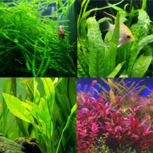 Mainam 4 Different Alternanthera Li...