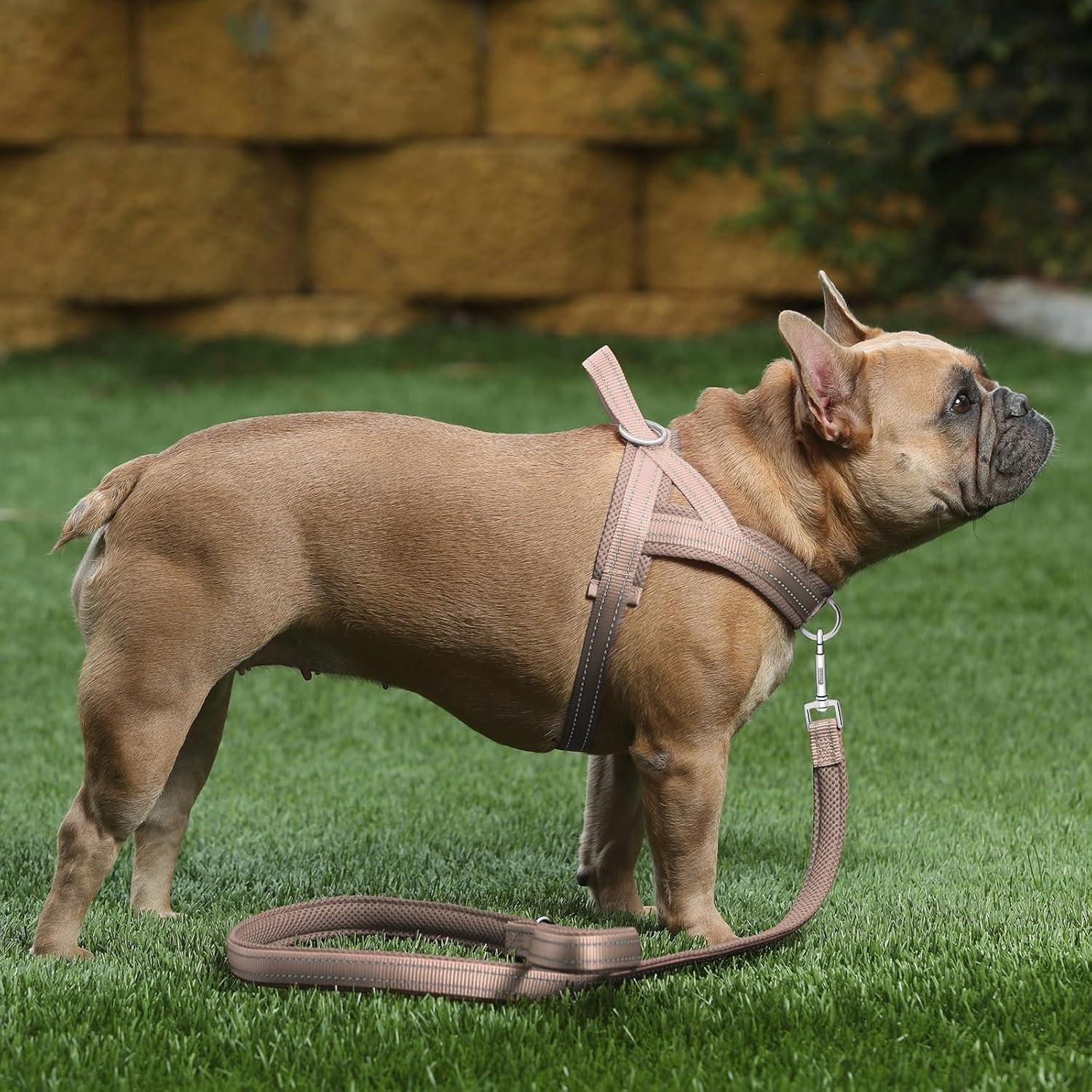 Plutus Pet No Pull Dog Harness for Medium Sized Dog, Breathable Mesh Padded | Adjustable Reflective with Handle, Escape Proof, Quick Fit Pet Vest, Front Clip, for Training and Walking, Beige, M - Image 5