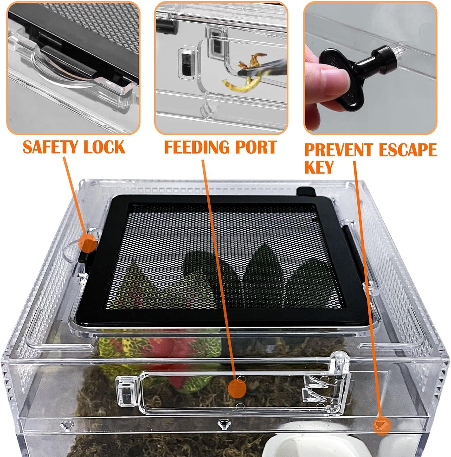 Reptile Terrarium, Jumping Spider Enclosure Starter Kit, Leopard Gecko Habitat Container, 8"x8"x6"Reptile Tank for Tarantula, Hermit Crab, Insect, Fish, Frog, Small Bearded Dragon, Lizard - Image 4