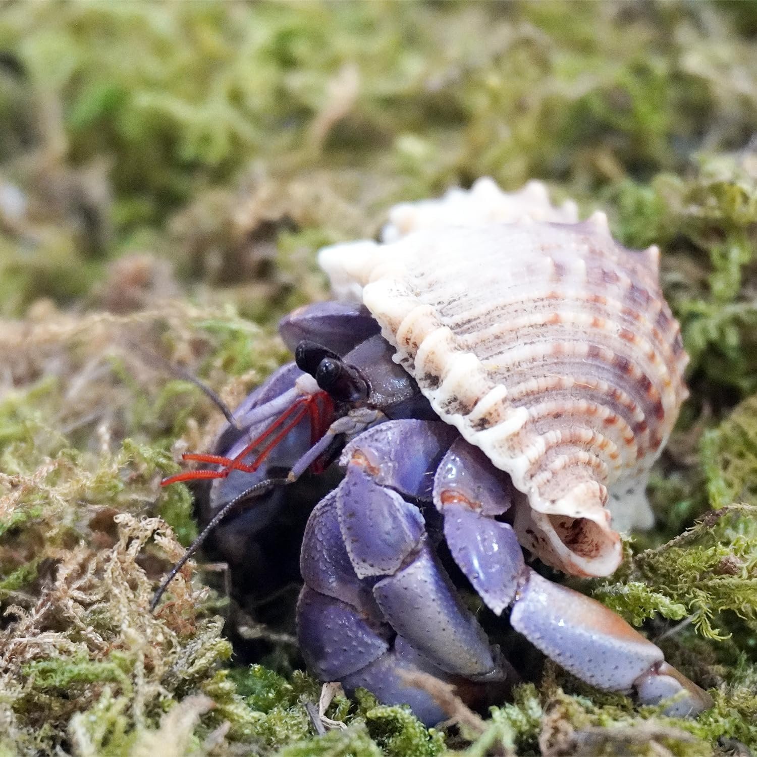 3.5oz Natural Moss for Hermit Crabs, Ideal for Hermit Crab Supplies for Tank Habitat - Image 2