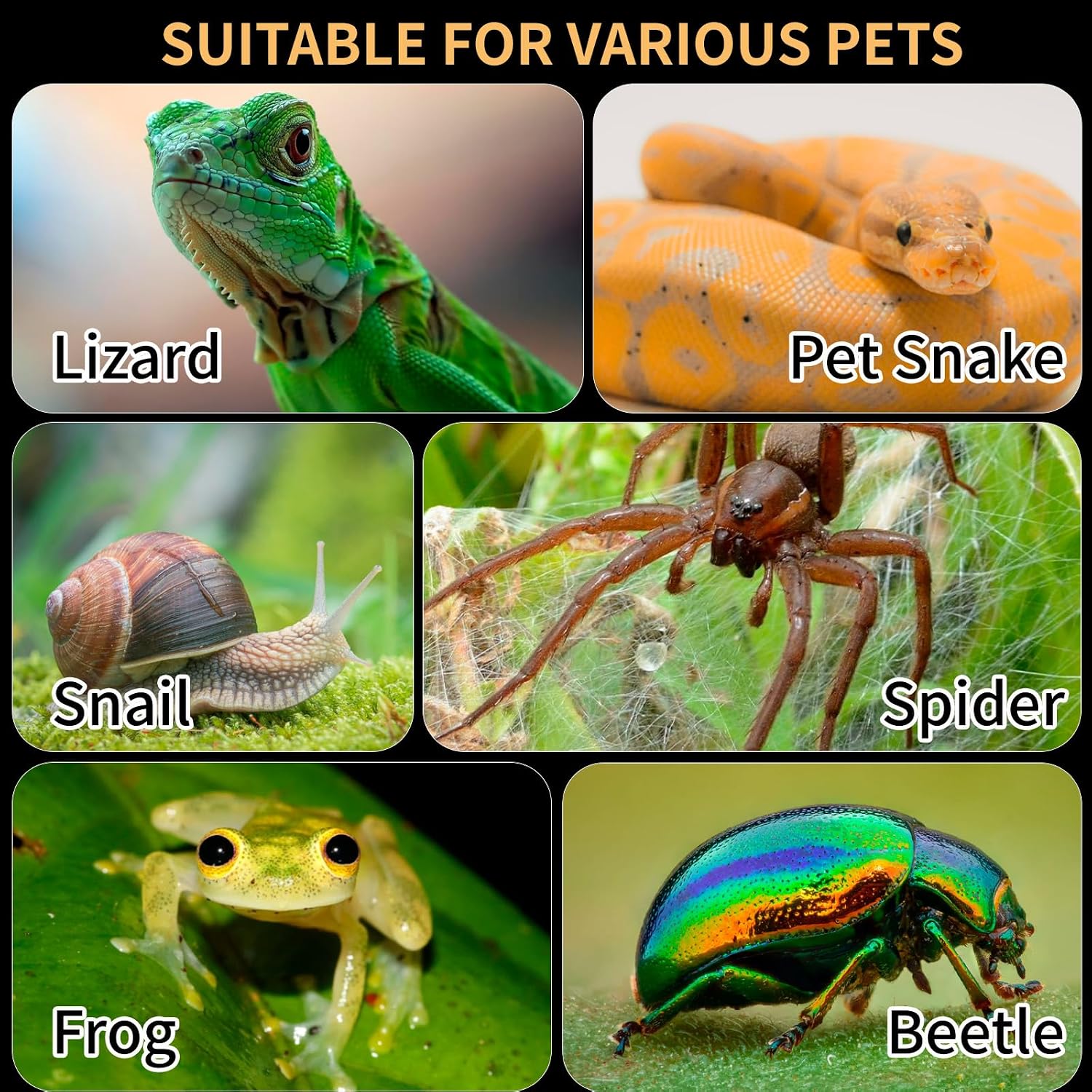 Acrylic Reptile Terrarium Easy Assembly, 360° Clear & Keep Pet Secure Design for Jumping Spiders, Tarantulas, Geckos Scratch-Resistant Large Ventilated Habitat Terrarium for Arachnids 11.8*7.9*7.9in - Image 6