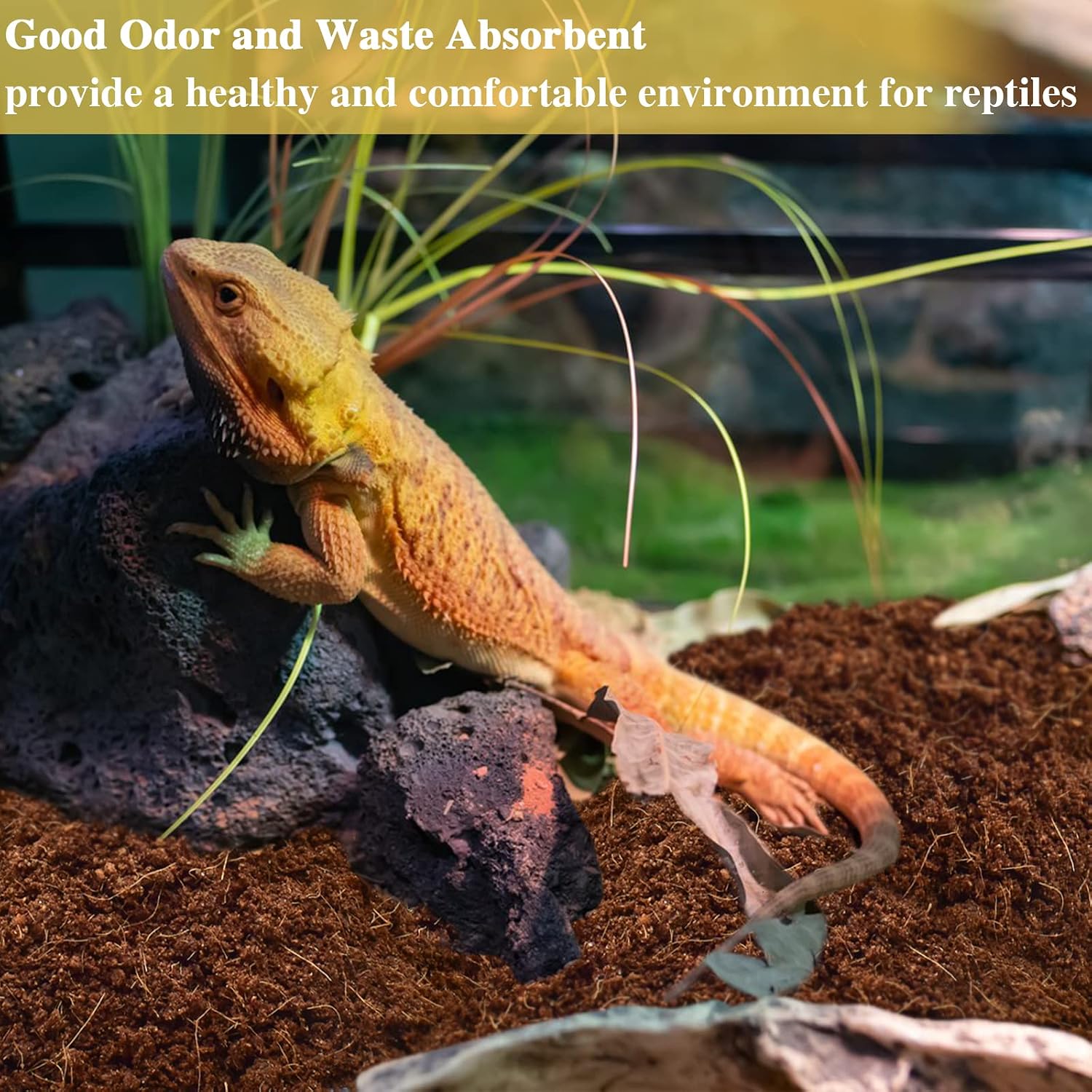 ZeeDix 2 Pack Coconut Fiber Substrate, 100% Organic Coconut Husk Coco Coir Brick Terrarium Bedding for Reptiles, Tortoise, Bearded Dragon, Leopard Gecko, Snake, Hermit Crabs, Frogs, Tarantula - Image 6