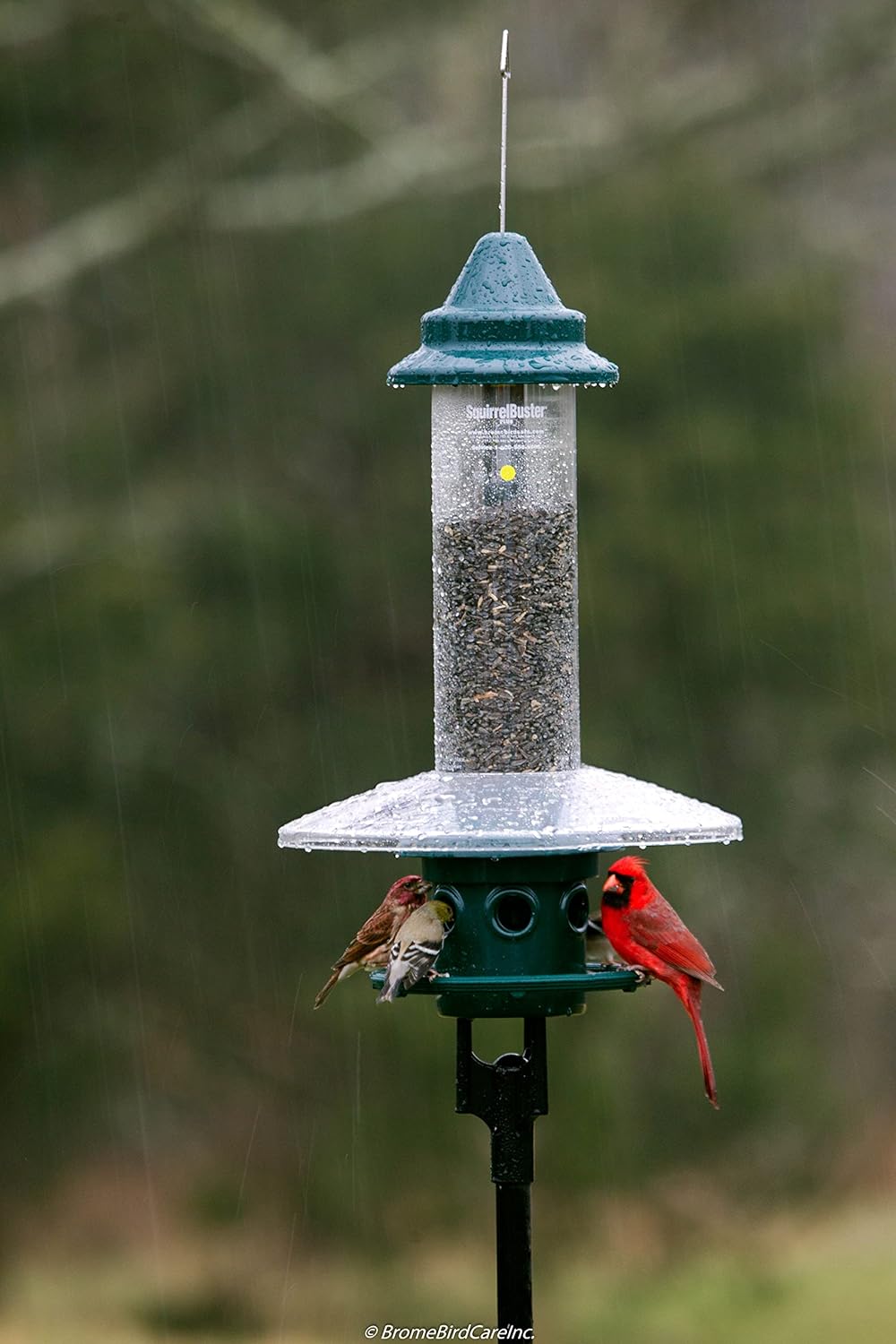 Squirrel Buster Plus Squirrel-proof Bird Feeder w/Cardinal Ring and 6 Feeding Ports, 5.1-pound Seed Capacity, Adjustable, Pole-mountable (POLE ADAPTOR SOLD SEPARATELY), Green | Squirrel-Proof Weight-Activated Shroud, Cardinal Ring, 6 Ports, 5.1 Lb Capacity, Adjustable Tension, Detachable for Cleaning - Image 9