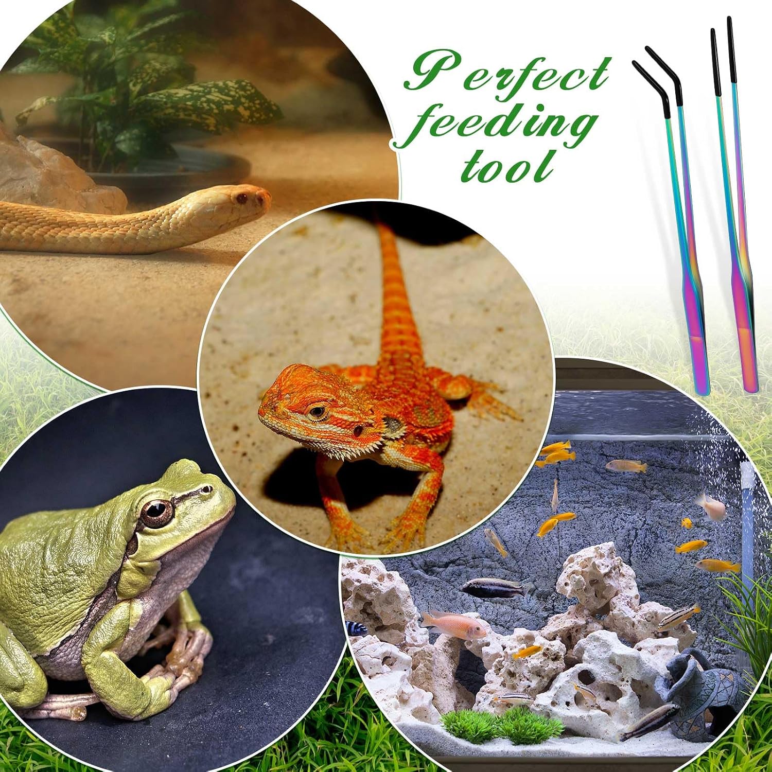 Lasnten 2 Pcs Extra Long Stainless Steel Reptile Feeding Tongs with Rubber Tip 10 Inch, 10.5 Inch Bearded Dragon Aquarium Straight and Curved Long Tweezer Terrarium Feeder Tool for Tank(Colorful) - Image 6