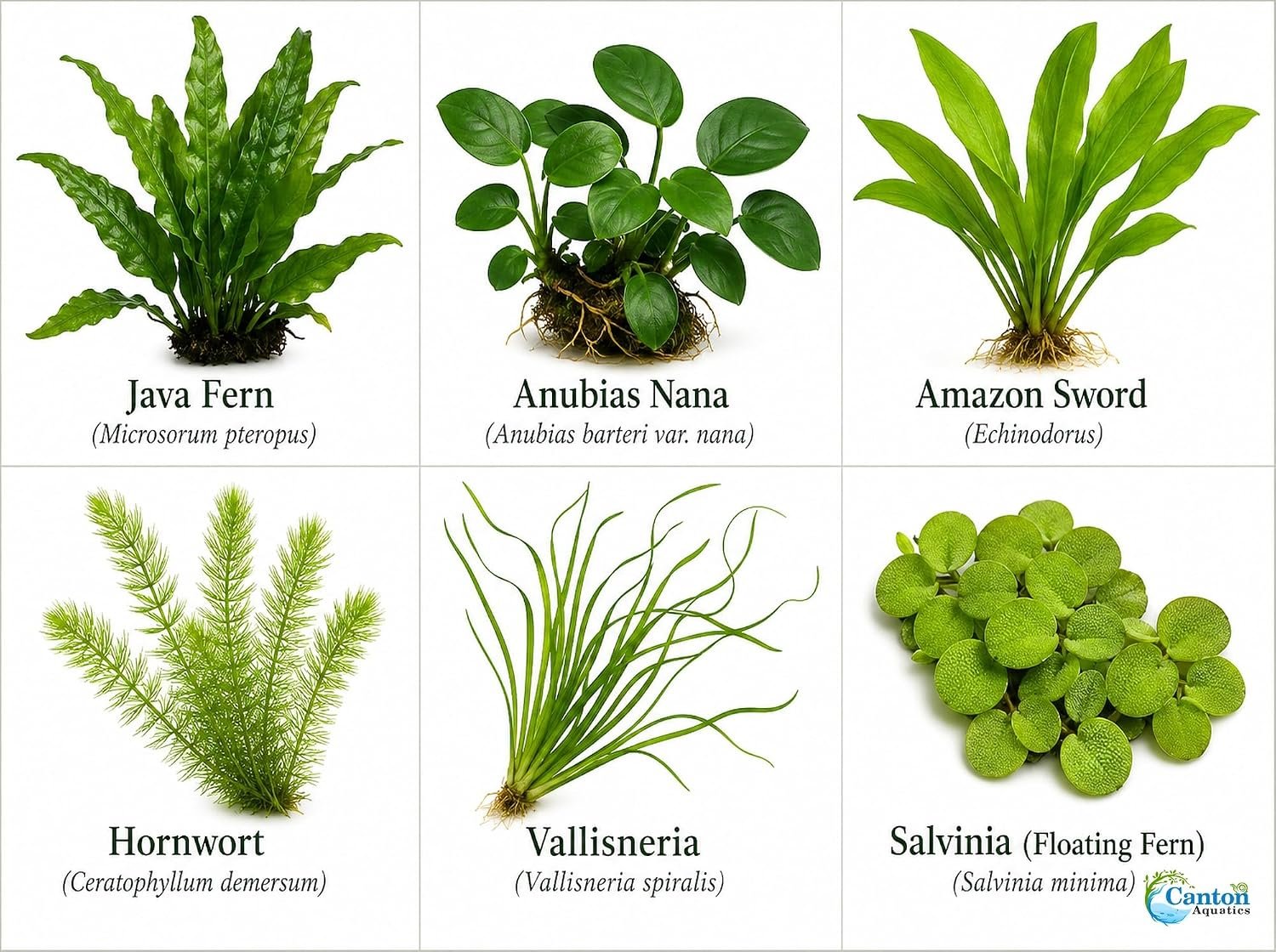 Assorted Mixed Plant Bundle | Live Aquarium Plant, Freshwater, Low | Medium | High Light - Image 8