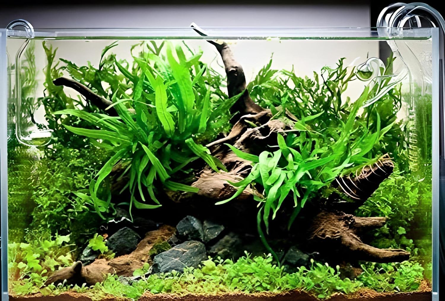 3 Aquatic Plants Bundle | Live Plants for Freshwater Aquariums (3 X Microsorum Java Fern Plants) - Image 5