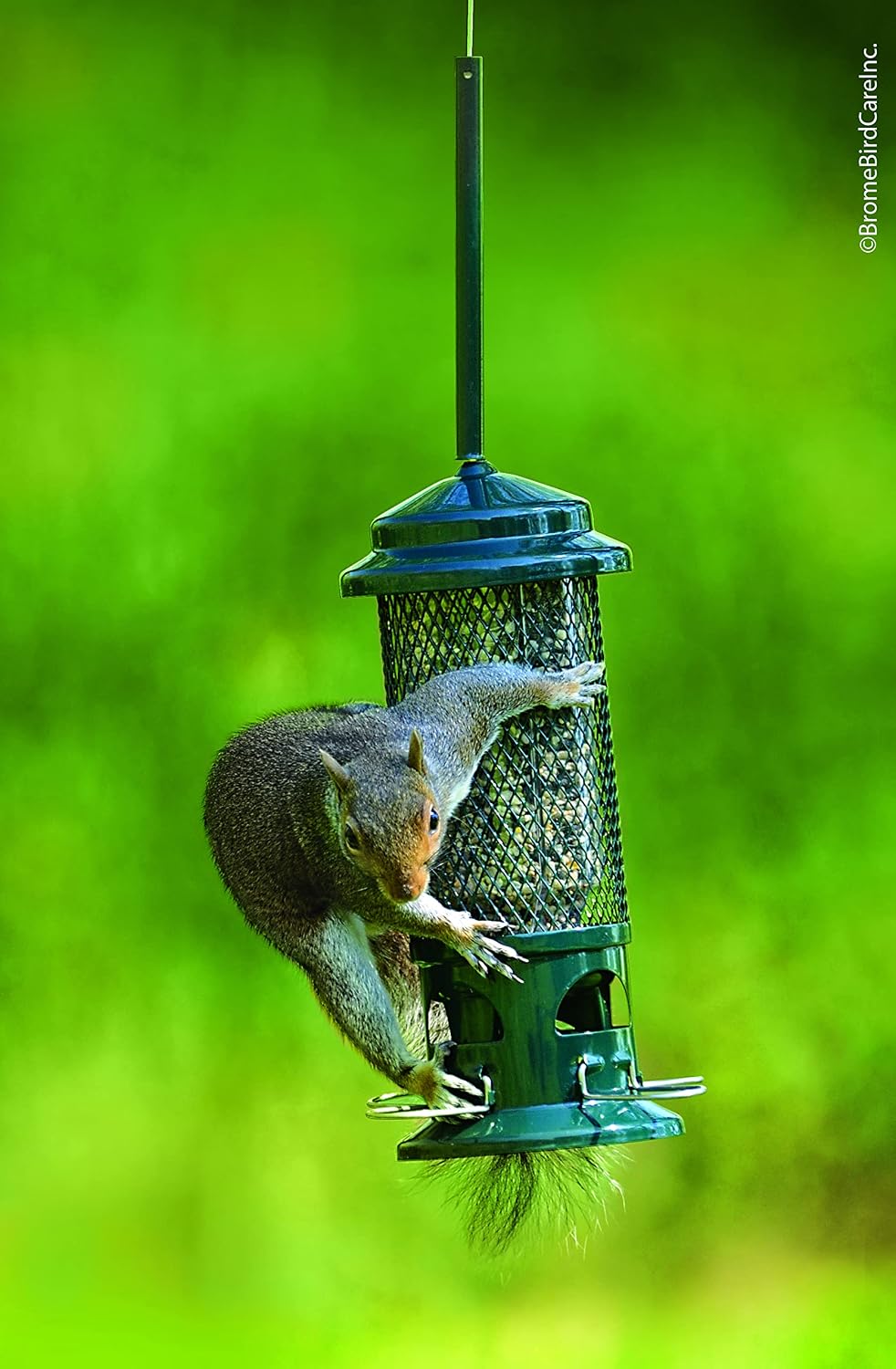 Squirrel Buster Standard Squirrel-proof Bird Feeder w/4 Metal Perches, 1.3-pound Seed Capacity, garden green | 1.3 Lb Capacity, 4 Metal Perches, Weight-Adjustable Closing, Chew-Proof, Uv-Resistant, Easy-Clean Design - Image 7
