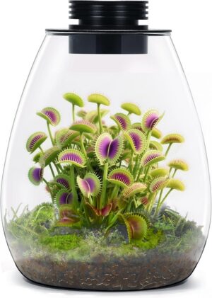 Desktop Glass Terrarium with Grow L...