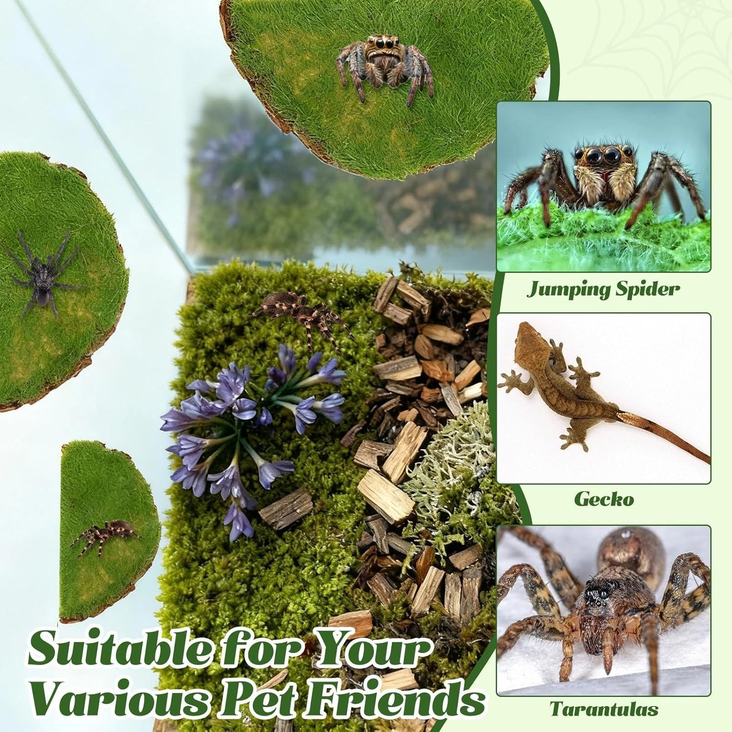 Jumping Spider Habitat Kit, Green Moss Hideout Cave and 3 Pcs Resting Feeding Platforms, Suction Cup Magnet Terrarium Decor for Jumping Spider Small Reptiles - Image 5