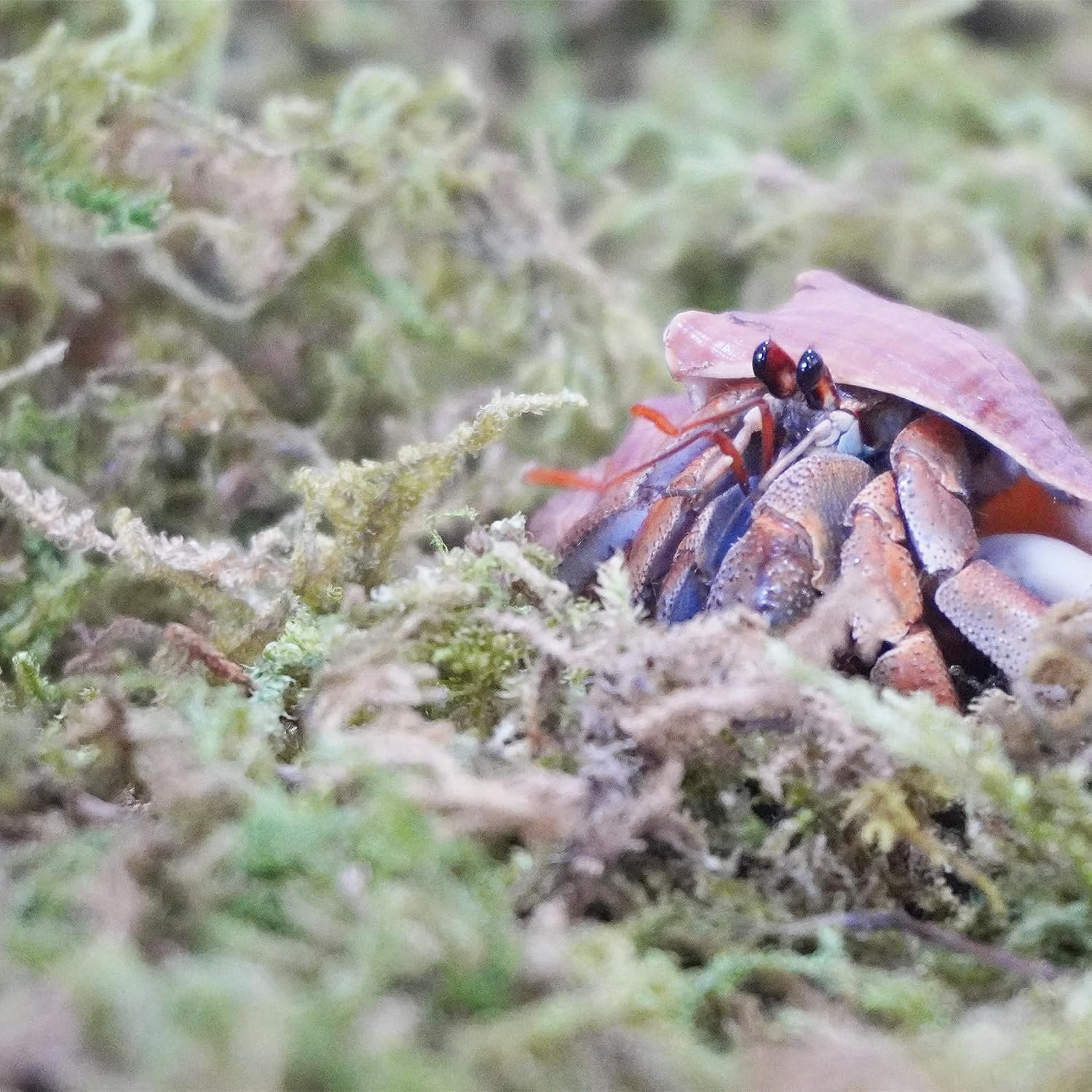 3.5oz Natural Moss for Hermit Crabs, Ideal for Hermit Crab Supplies for Tank Habitat - Image 3