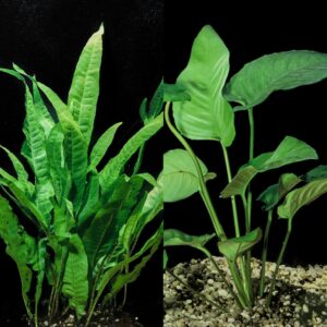 Java Fern and Anubias Aquarium Plan...