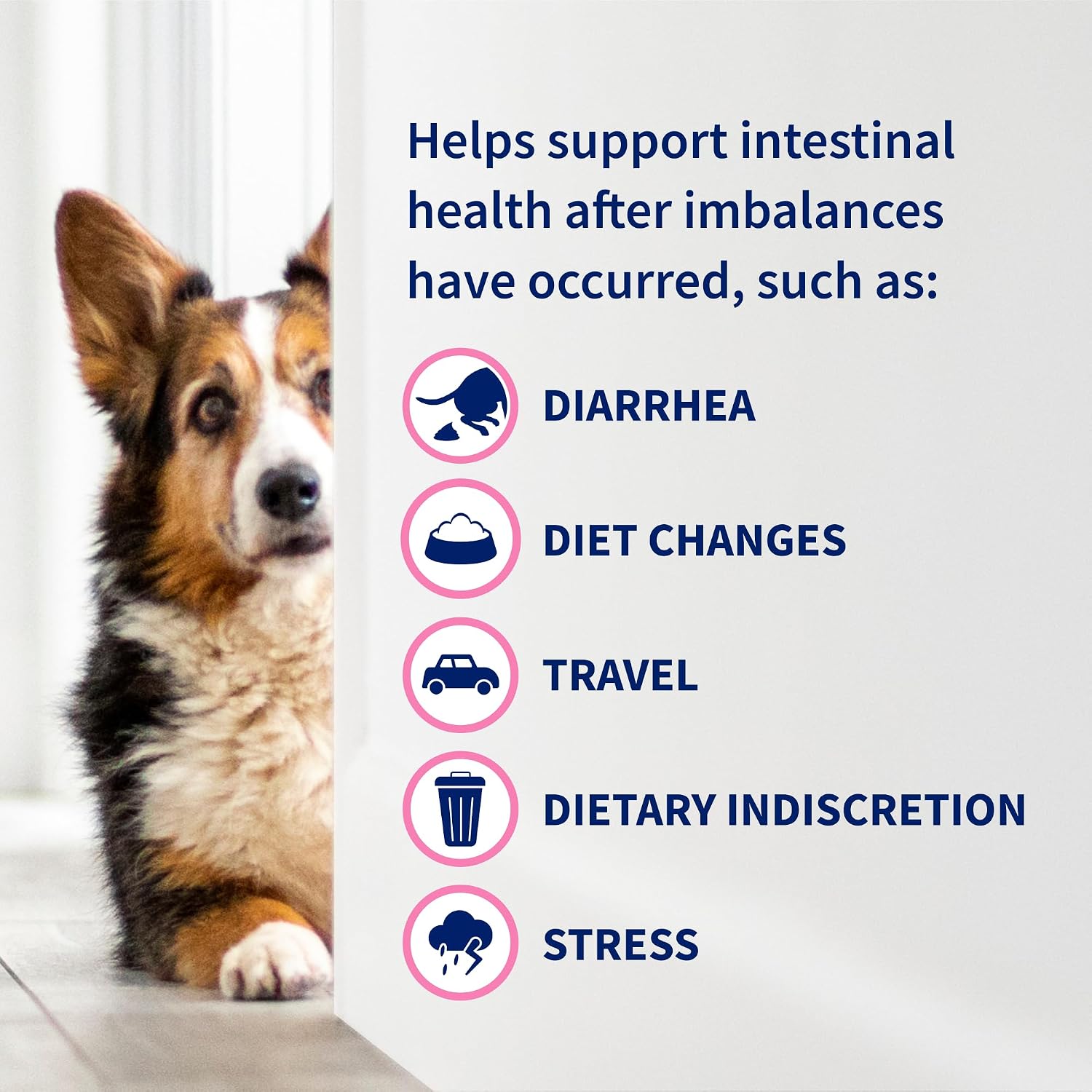 Nutramax Proviable Probiotics for Small Dogs and Cats, Diarrhea Support Kit, Digestive Health Supplement with Multiple Strains of Bacteria, Plus Prebiotics, Kaolin and Pectin, 15 ml Paste and 10 Capsules - Image 5