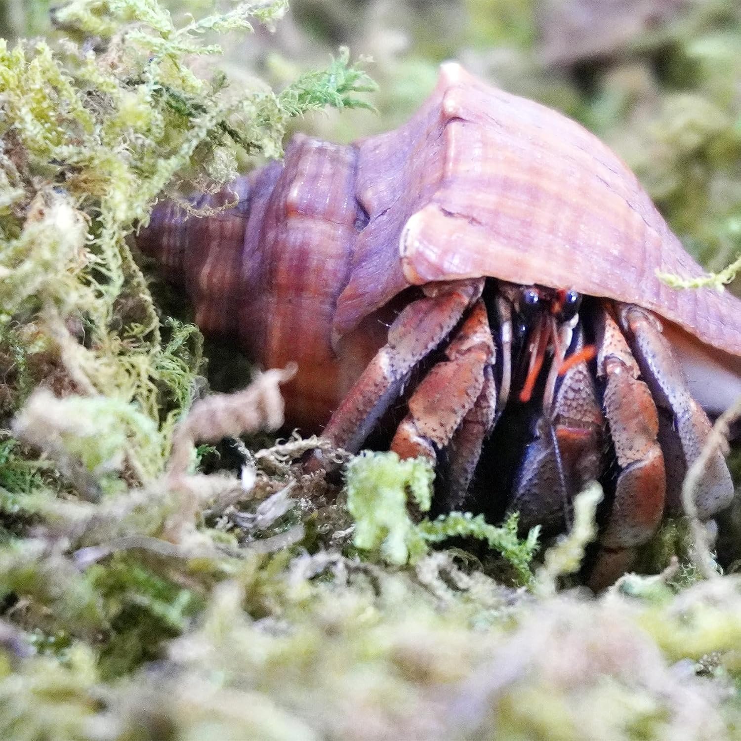 3.5oz Natural Moss for Hermit Crabs, Ideal for Hermit Crab Supplies for Tank Habitat - Image 4