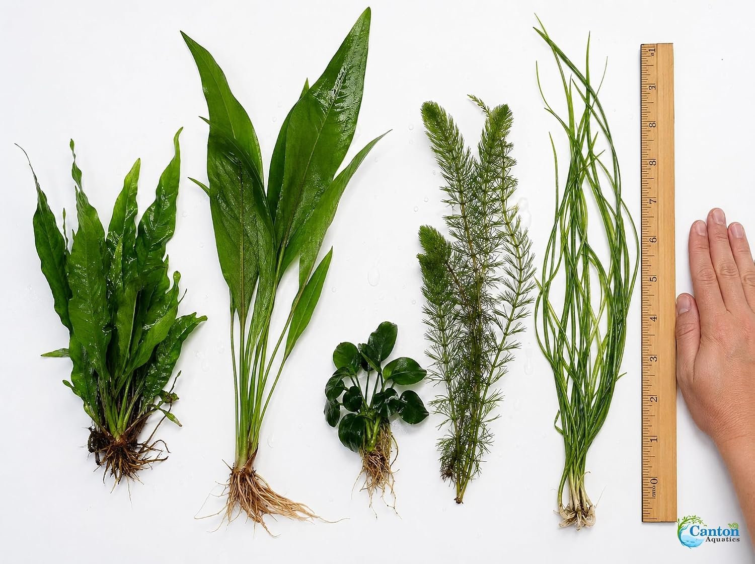Assorted Mixed Plant Bundle | Live Aquarium Plant, Freshwater, Low | Medium | High Light - Image 2
