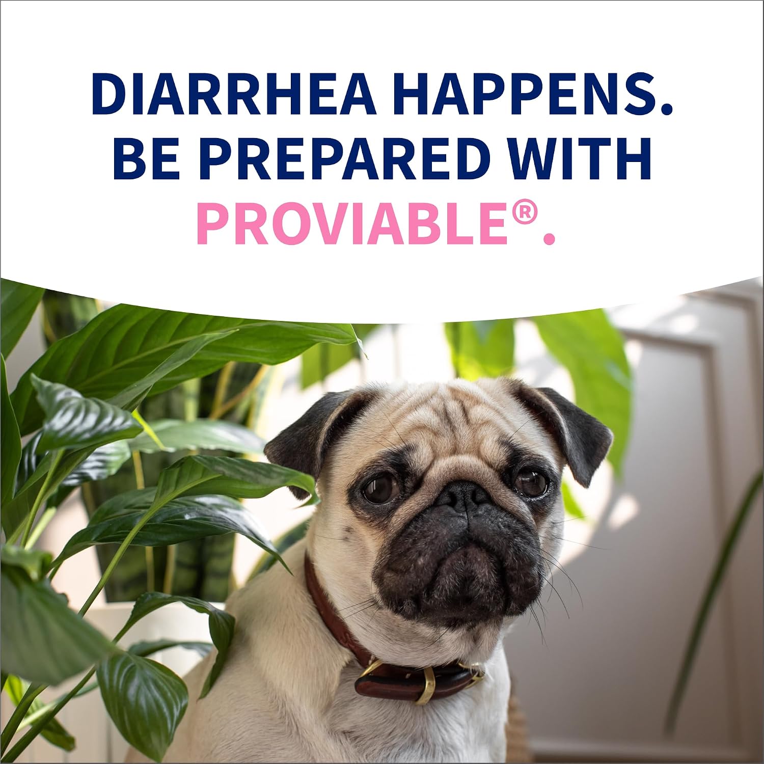 Nutramax Proviable Probiotics for Small Dogs and Cats, Diarrhea Support Kit, Digestive Health Supplement with Multiple Strains of Bacteria, Plus Prebiotics, Kaolin and Pectin, 15 ml Paste and 10 Capsules - Image 12