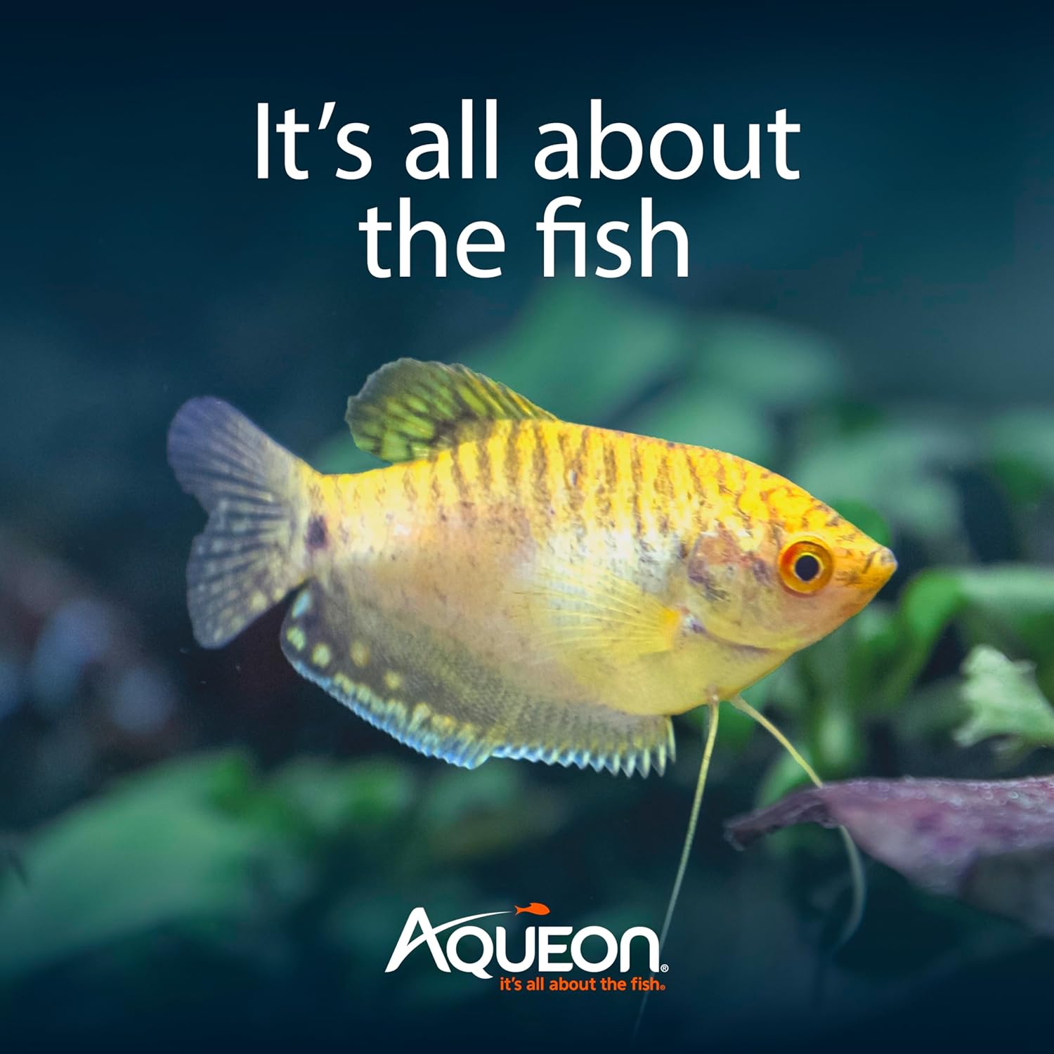 Aqueon Aquarium Starter Kit with Smart Clean Filtration and LED Lighting, Freshwater and Saltwater Fish, 20-Gallon - Image 9