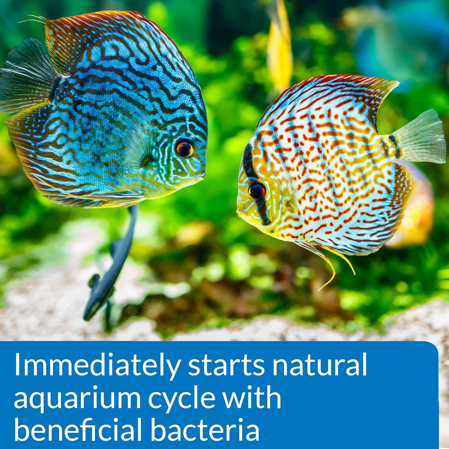 API QUICK START Freshwater and Saltwater Aquarium Nitrifying Bacteria 4-Ounce Bottle | Freshwater and Saltwater - Image 3
