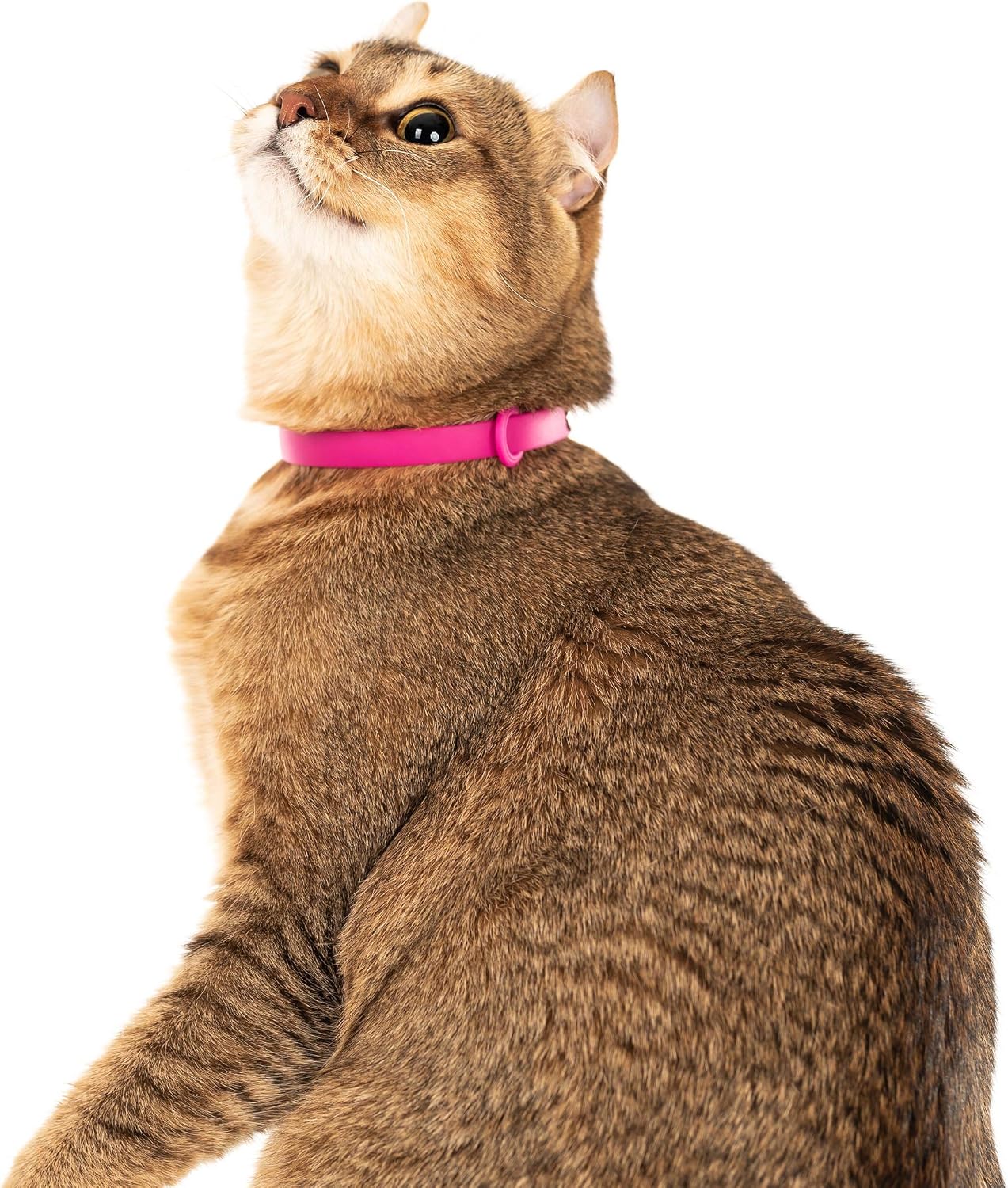 Breakaway Cat Collar - Soft, Comfortable, and Lightweight Safety Buckle Collar with Name Tag Ring for Outdoor Cats and Sensitive Skin Kittens by Nuvuq (6 ⅞" to 10 ¼", Pink) - Image 5