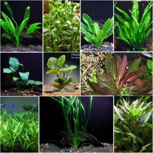 Florida 10 Species Live Aquarium Pl...