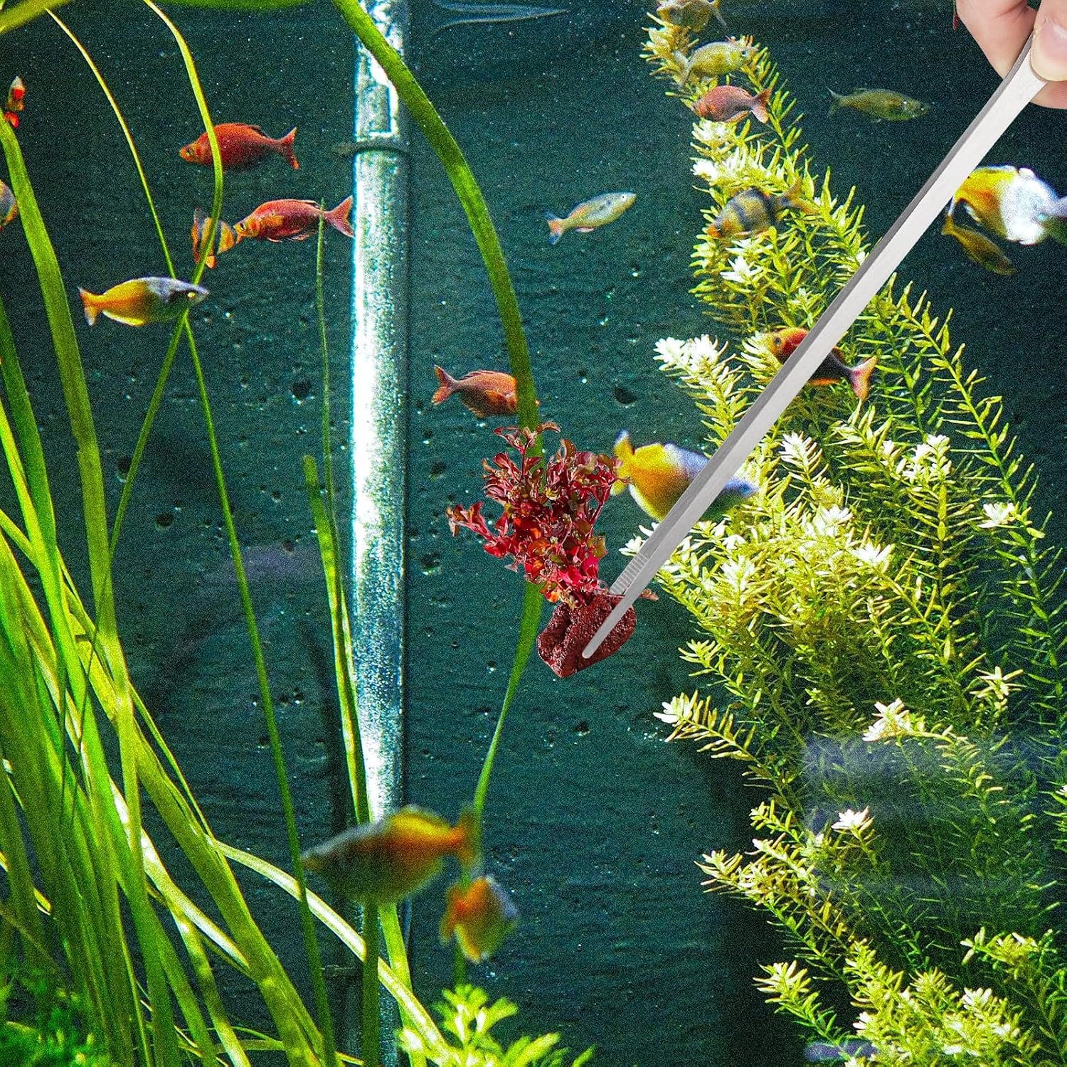 Fri4Free 2PCS 10.6" Stainless Steel Aquarium & Reptile Feeding Tweezers | Straight & Curved Tips, Extra Long, For Lizards Snakes Bearded Dragon, Plant, Aquascape Terrarium Tank Tools,Accessories - Image 7