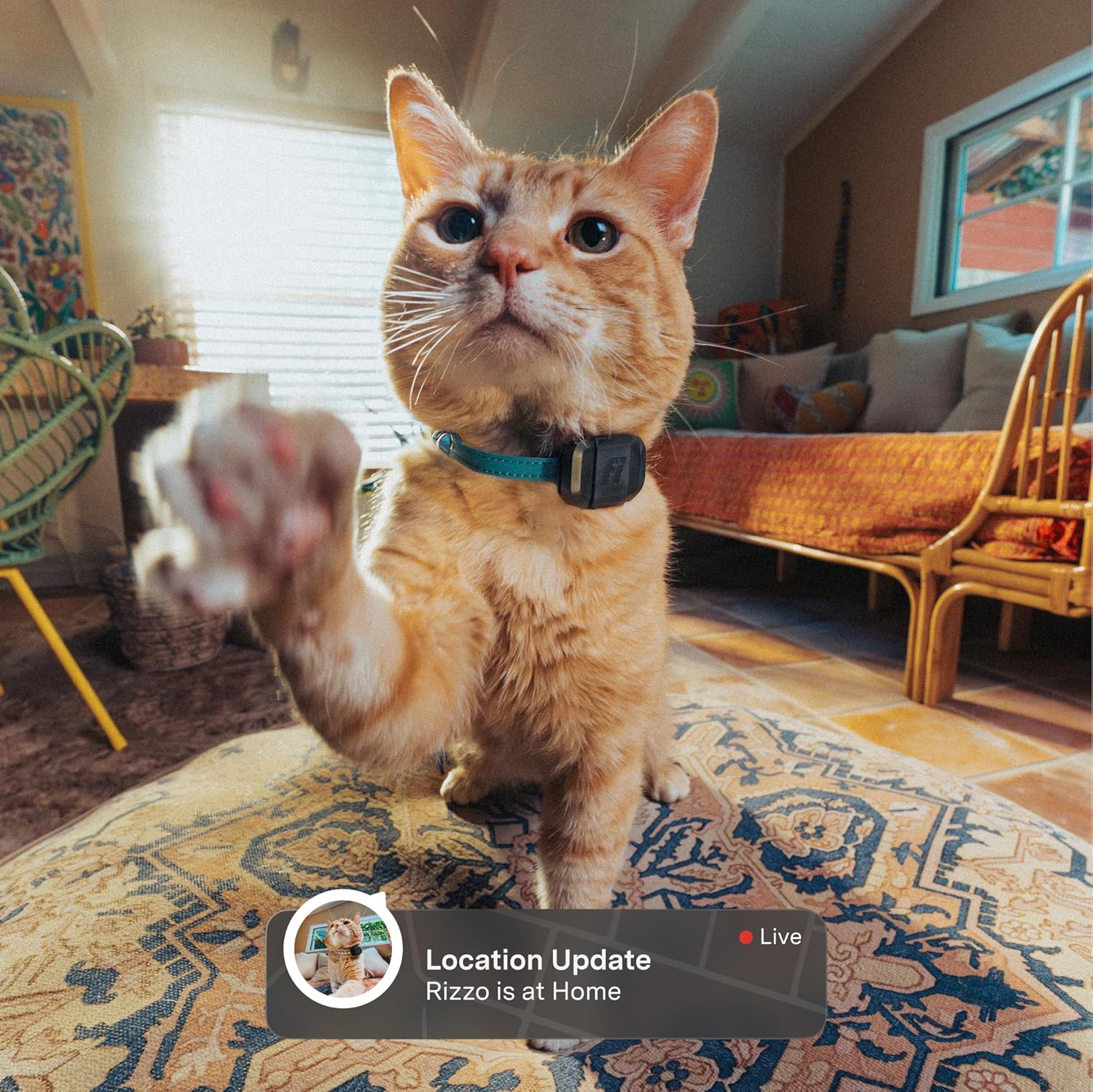 Fi Mini GPS Tracker for Cats — Lightweight Collar Attachment, Virtual Fences, Escape Alerts, Step & Health Tracking, Waterproof Cat Tracker — 6-Month Membership Included - Image 2