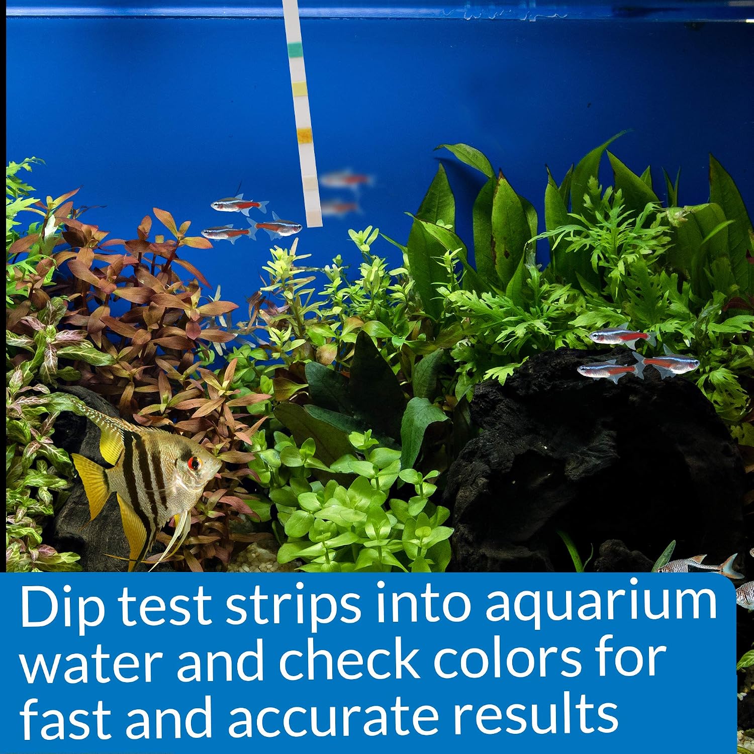 API 5-in-1 Test Strips Freshwater and Saltwater Aquarium Test Strips 25-Count Box - Image 7