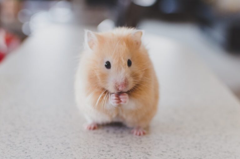 A Beginner’s Guide to Caring for Hamsters and Small Pets