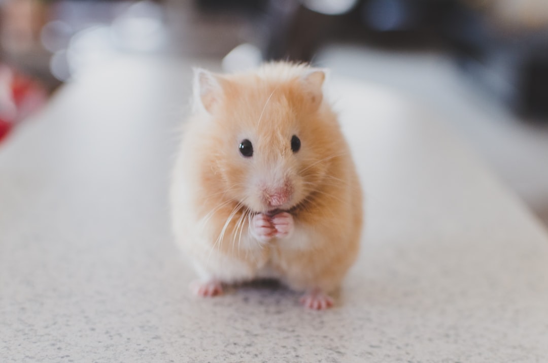 A cozy hamster habitat with bedding, food, and toys, showcasing a happy hamster exploring its environment.