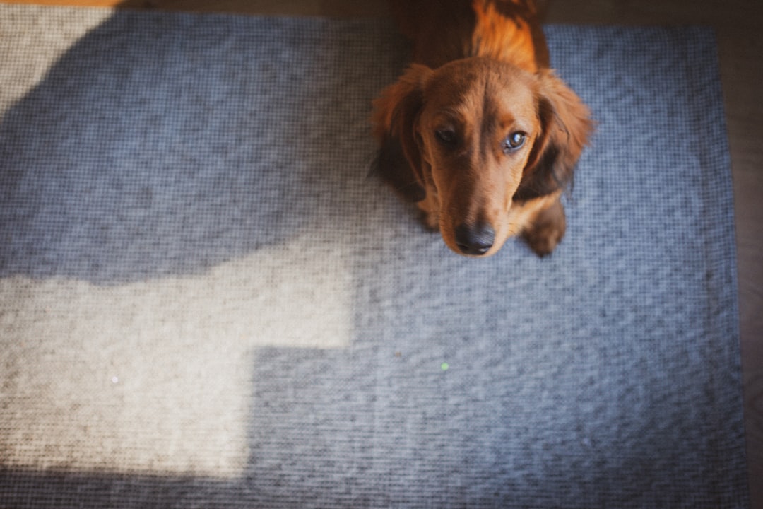 A happy dog receiving training at home with treats and positive reinforcement.