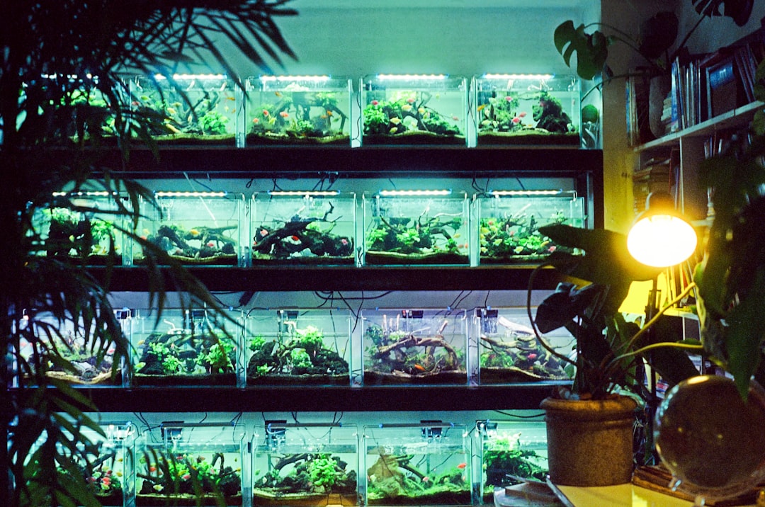 A beautifully arranged home aquarium with colorful fish and aquatic plants, showcasing a healthy and vibrant underwater environment.
