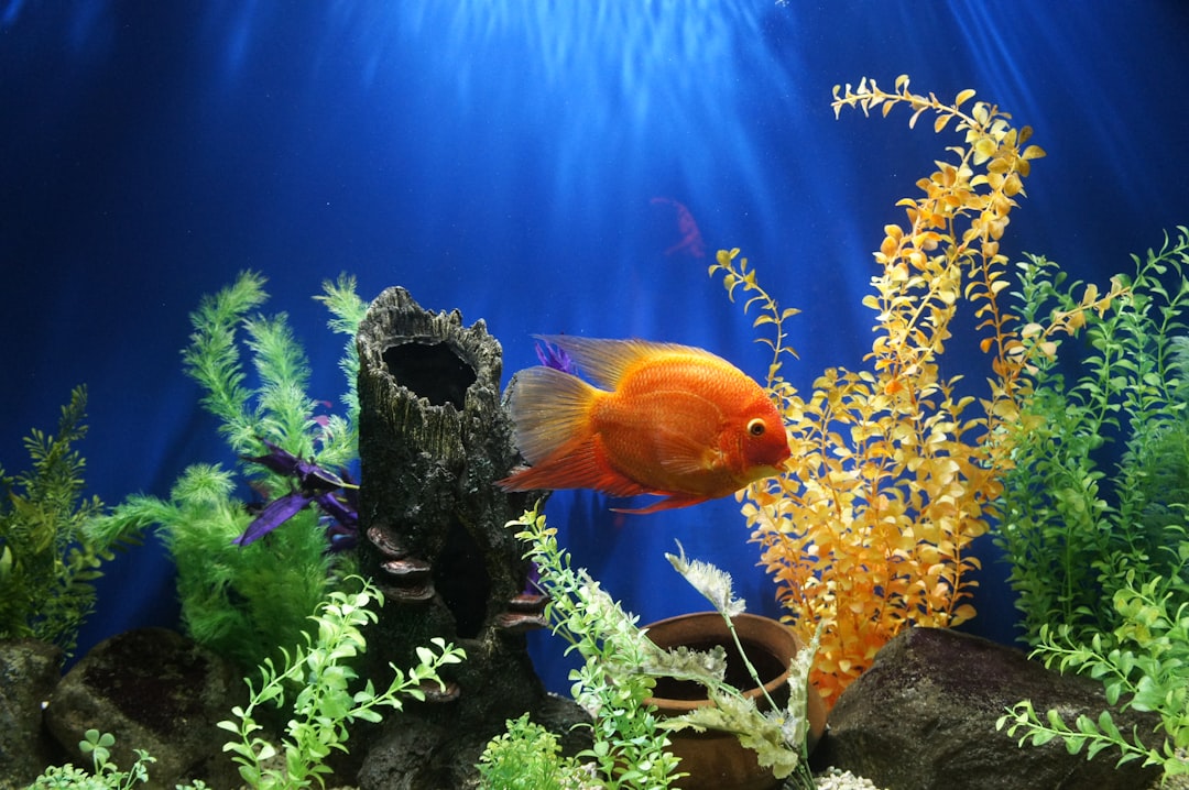 A well-maintained aquarium with healthy fish swimming among plants and decorations.