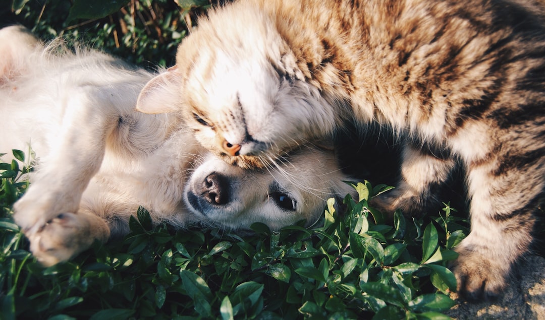 A collage of various pets including a dog, a cat, and a small mammal, showcasing different aspects of pet care like feeding, grooming, and playtime.