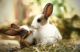 A cozy and well-designed habitat for rabbits and guinea pigs, featuring natural materials, soft bedding, and playful elements.