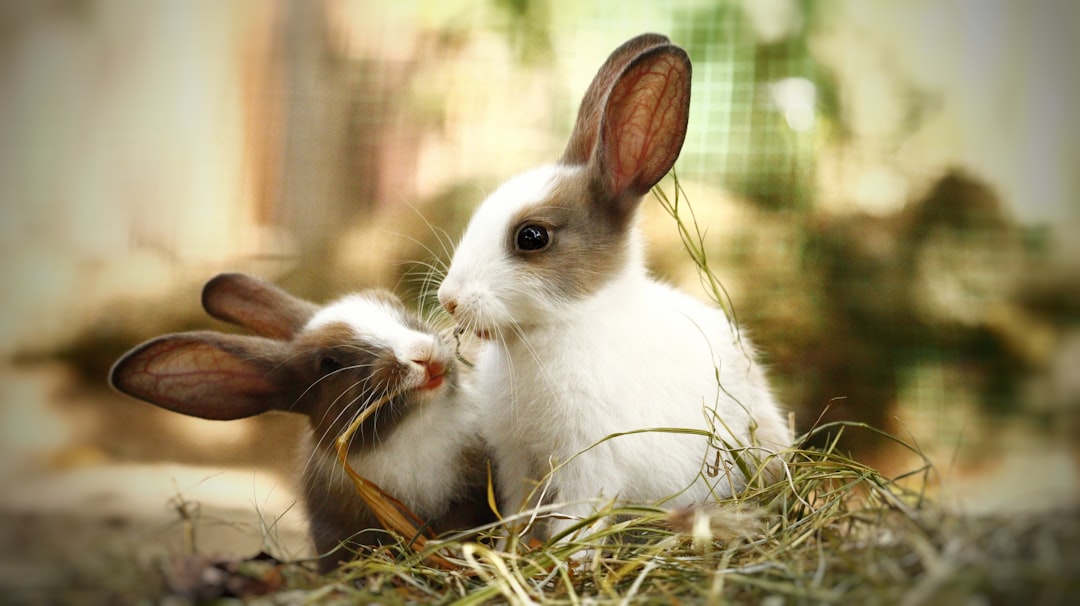 A cozy and well-designed habitat for rabbits and guinea pigs, featuring natural materials, soft bedding, and playful elements.