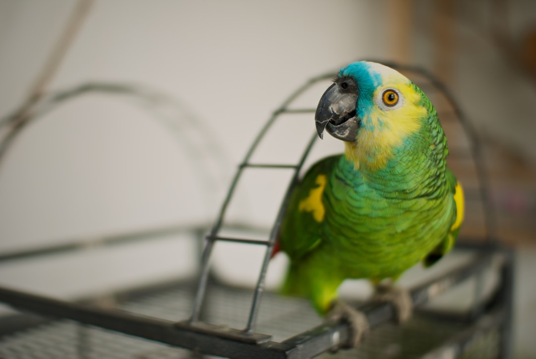 A cozy and colorful birdcage with toys and natural elements, showcasing a safe environment for pet birds.