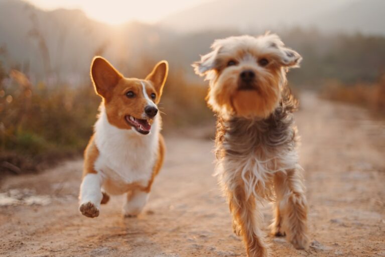 How to Introduce Pets to Each Other Safely and Gradually