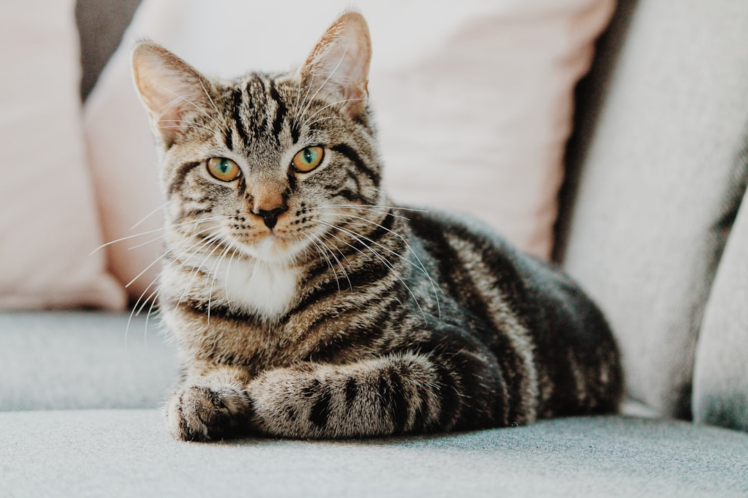 A cozy living room with cat-friendly furniture and supplies, showcasing a welcoming environment for a new cat.