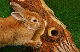 A cozy setup for small pets featuring toys, tunnels, and natural elements like wood and grass.
