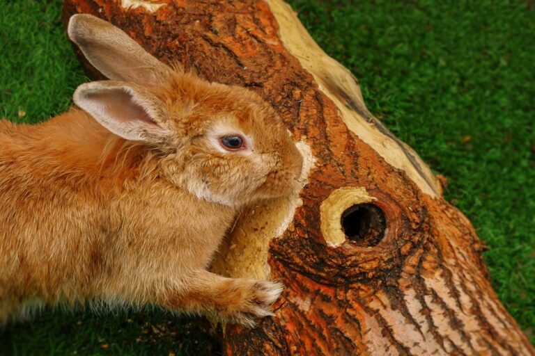 Simple Enrichment Ideas for Small Animals at Home