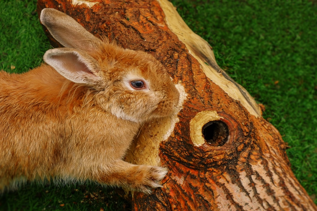 A cozy setup for small pets featuring toys, tunnels, and natural elements like wood and grass.