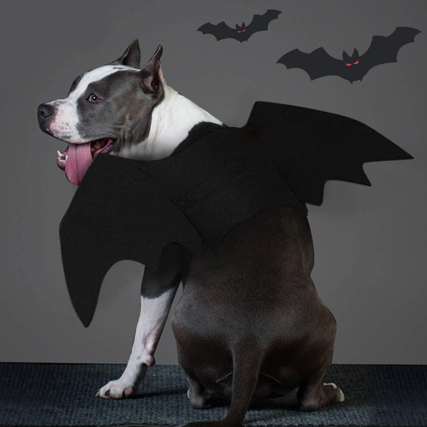 Pet Costumes Bat Wings for Puppy and Cat Halloween Dog Costumes Party Cosplay Decoration Black Apparel for Cat Small Dogs (Black, Large) - Image 6