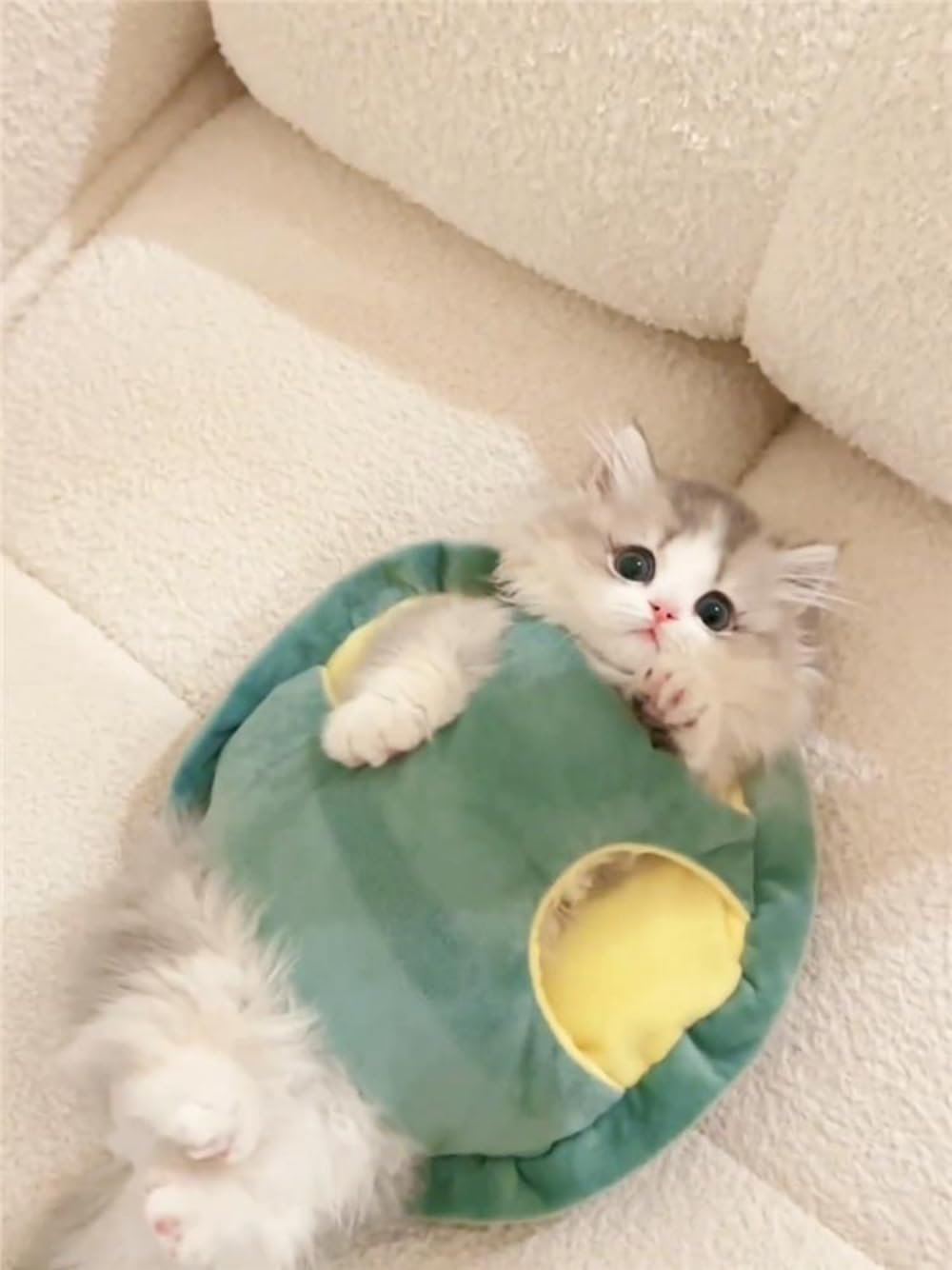Cute Cat Costumes Turtle Shell Kawa...