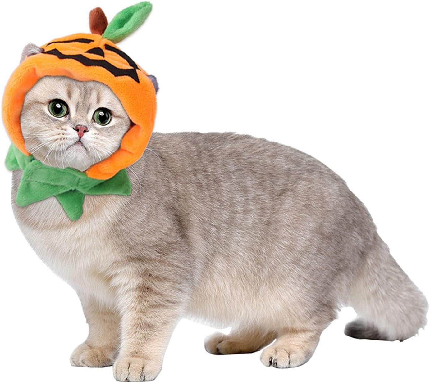 Halloween Cat Costumes Pumpkin Cat ...