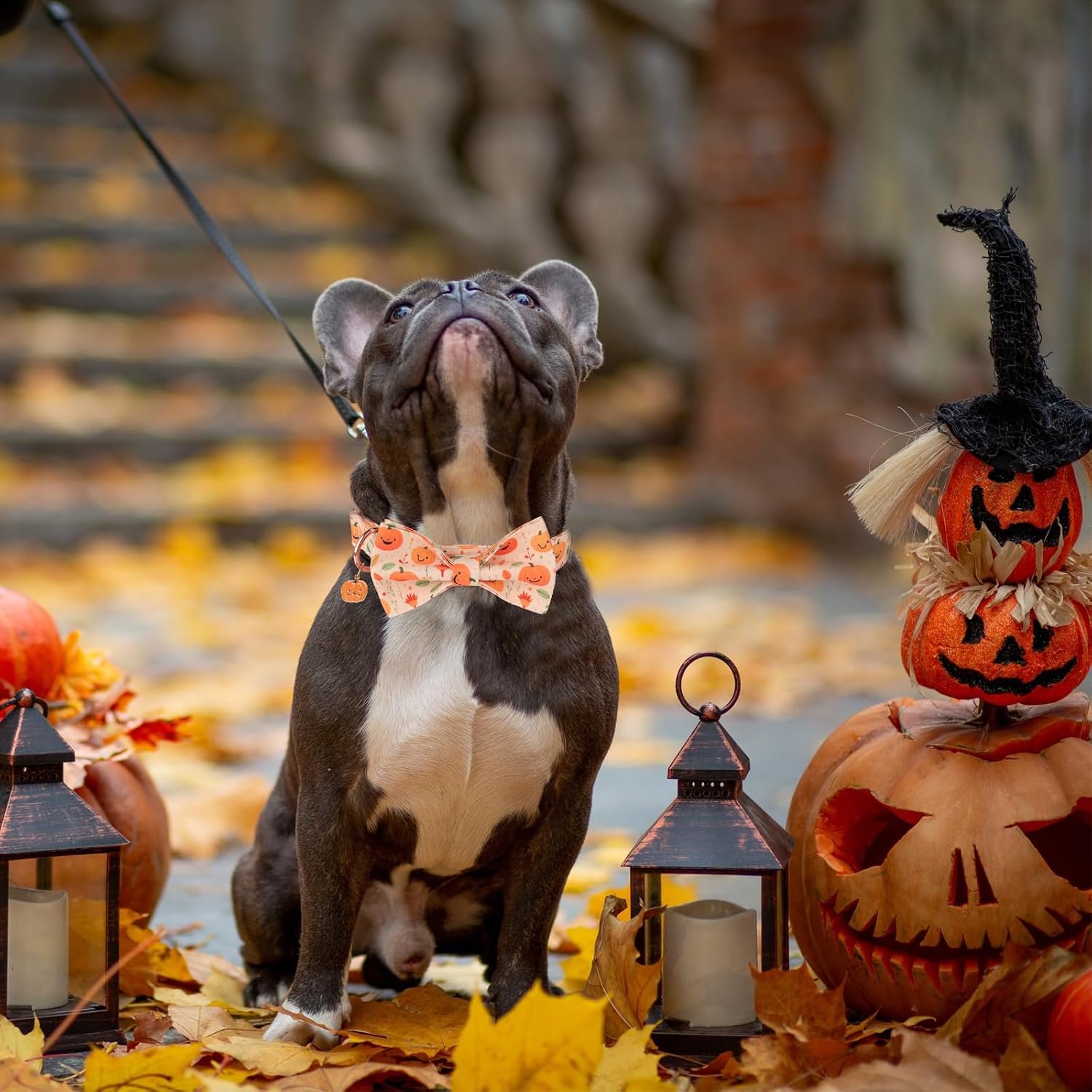 PTDECOR Halloween Dog Collar with Bow, Yellow Pumpkin Pet Collar, Medium - Image 4
