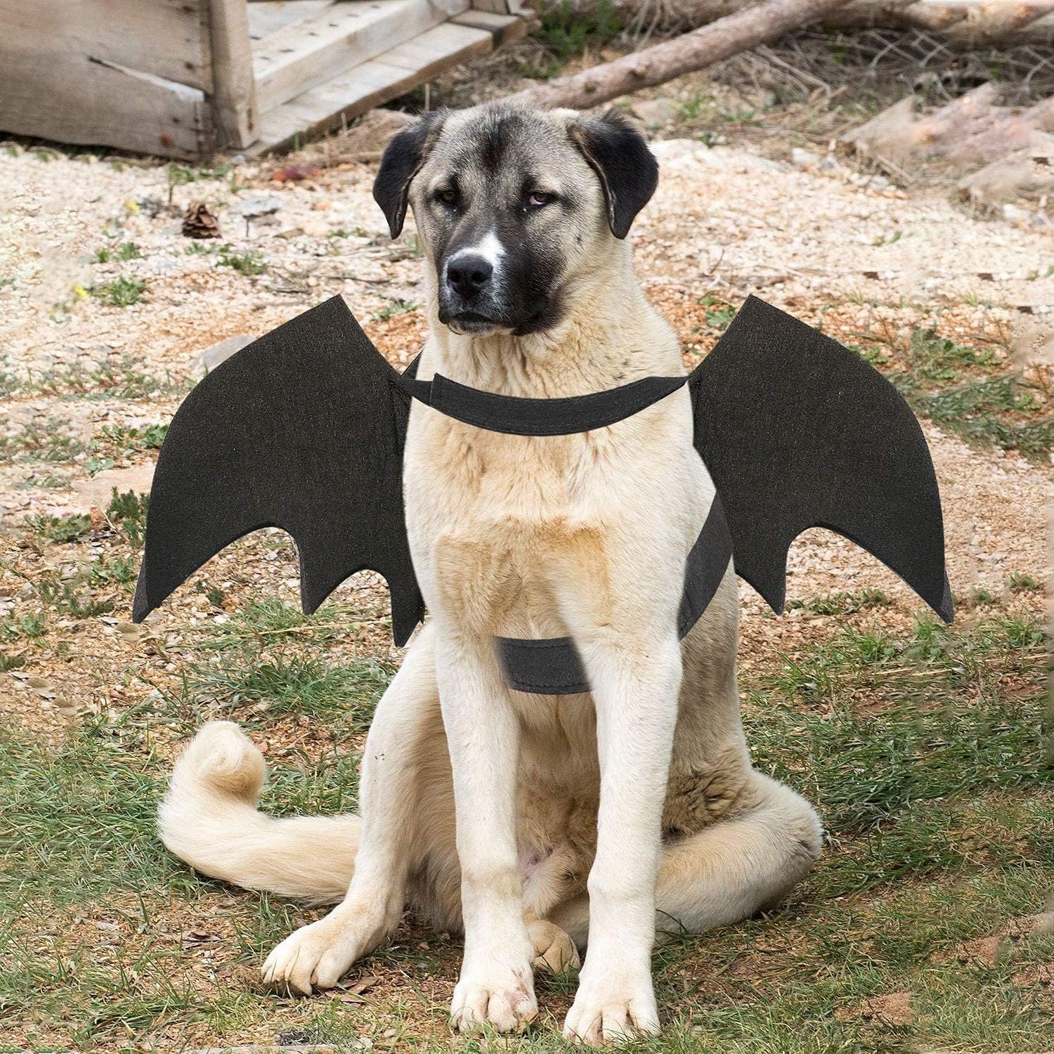 Pet Costumes Bat Wings for Puppy and Cat Halloween Dog Costumes Party Cosplay Decoration Black Apparel for Cat Small Dogs (Black, Large) - Image 3