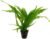 Potted Microsorum Plants – Java Fern | Live Freshwater Aquatic Plants for Aquariums and Terrariums – Low Light, Low Maintenance Plants. (Potted Microsorum Broad)