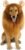 Halloween Realistic & Funny Lion Mane for Dog Costumes for Medium Large Dogs, Dog Halloween Costumes for Medium to Large Sized Dogs Lion Mane Wig for Dogs, Fits Neck Size 18″-25″